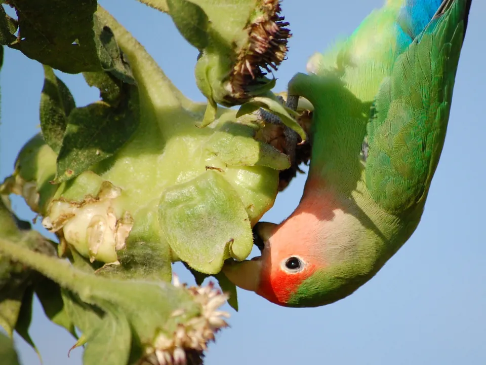 Agapornis roseicollis colgado boca abajo de una flor de girasol, extrayendo las semillas