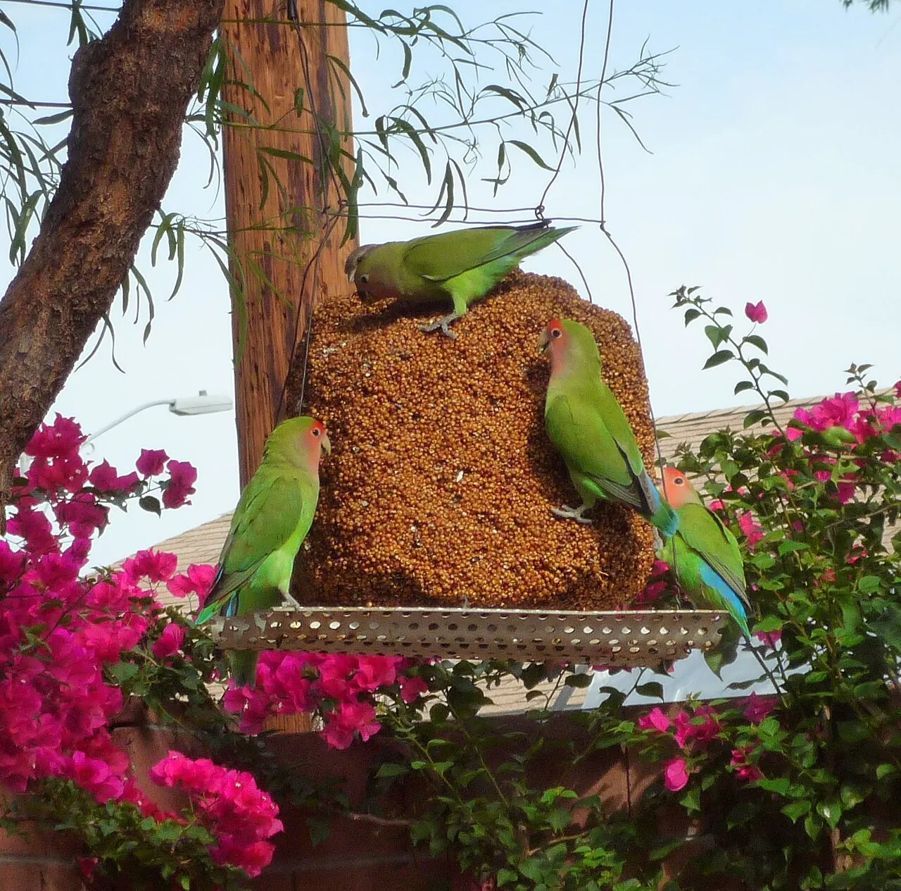 Cuatro Agapornis roseicollis en un comedero de semillas de un jardín de Arizona, entre buganvillas
