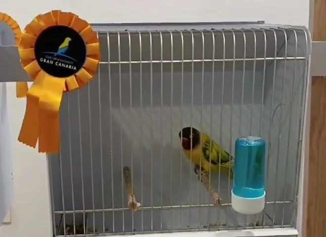 Agapornis personatus arlequín, amarillo y verde con la cabeza negra, dentro de una jaula de exposición, junto a una escarapela naranja del Club Ornitológico Gran Canaria