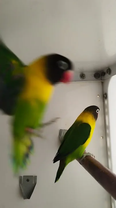 Dos Agapornis personatus verdes dentro de una jaula blanca del aviario, uno posado en una percha y el otro en pleno vuelo