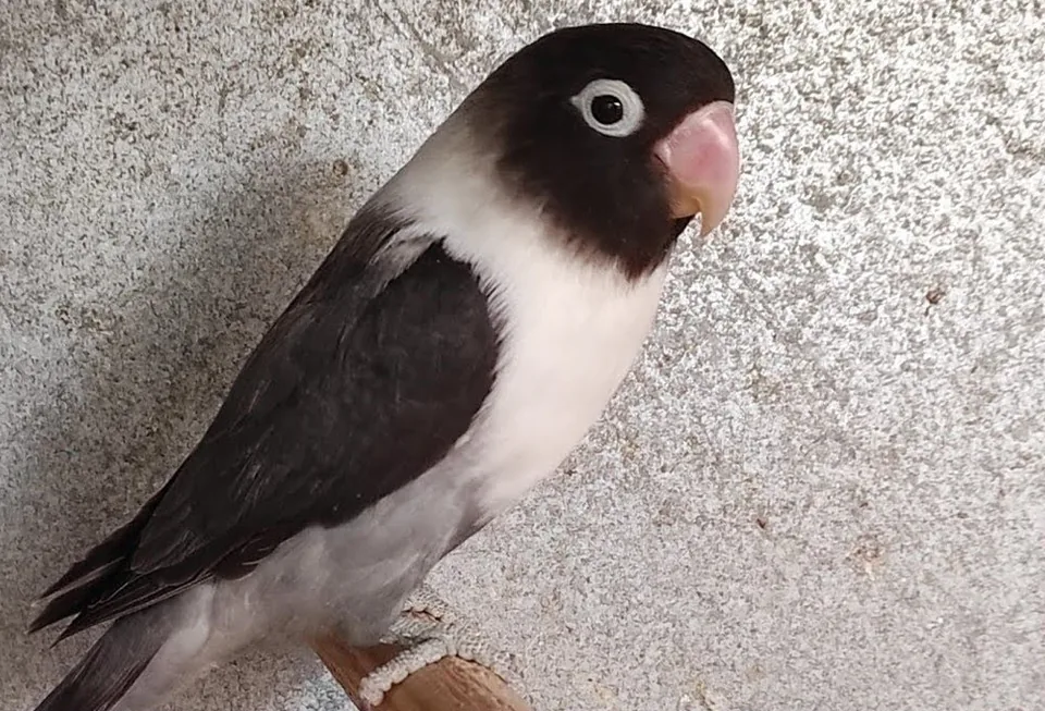 Agapornis personatus azul DD, el malva, de Aviario Rojo, posado en una percha