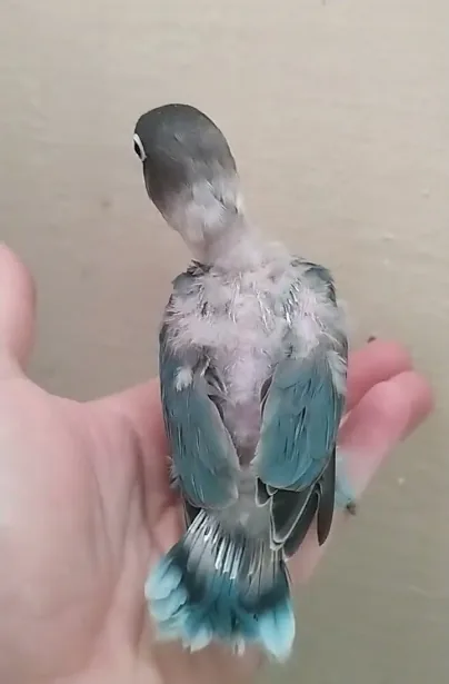 Pollo de Agapornis personatus de mutación azul, todavía con plumón, visto de espaldas sobre la palma de una mano