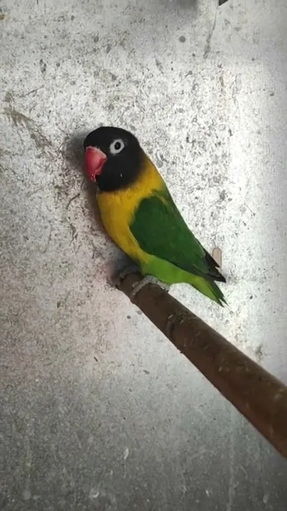 Agapornis personatus de color verde ancestral, con la cabeza negra, el collar amarillo y el pico rojo, posado en una percha junto a una pared