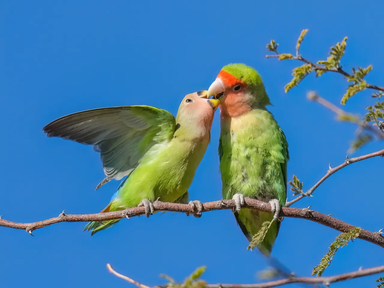 Pareja de Agapornis roseicollis en contacto pico con pico sobre una rama