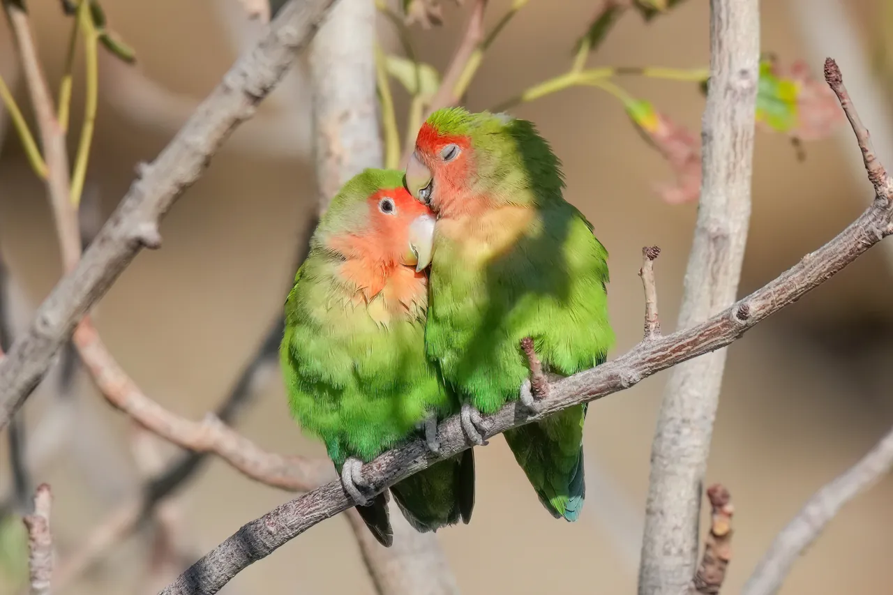 Pareja de Agapornis roseicollis acurrucados juntos sobre una rama en Damaraland, Namibia