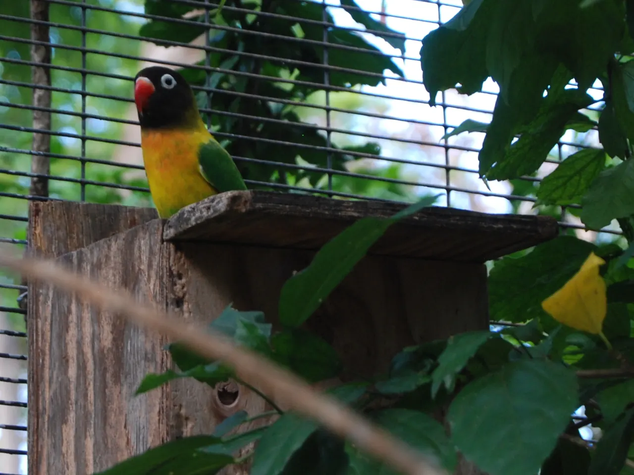 Agapornis personatus posado sobre una caja nido de madera en el interior de un aviario