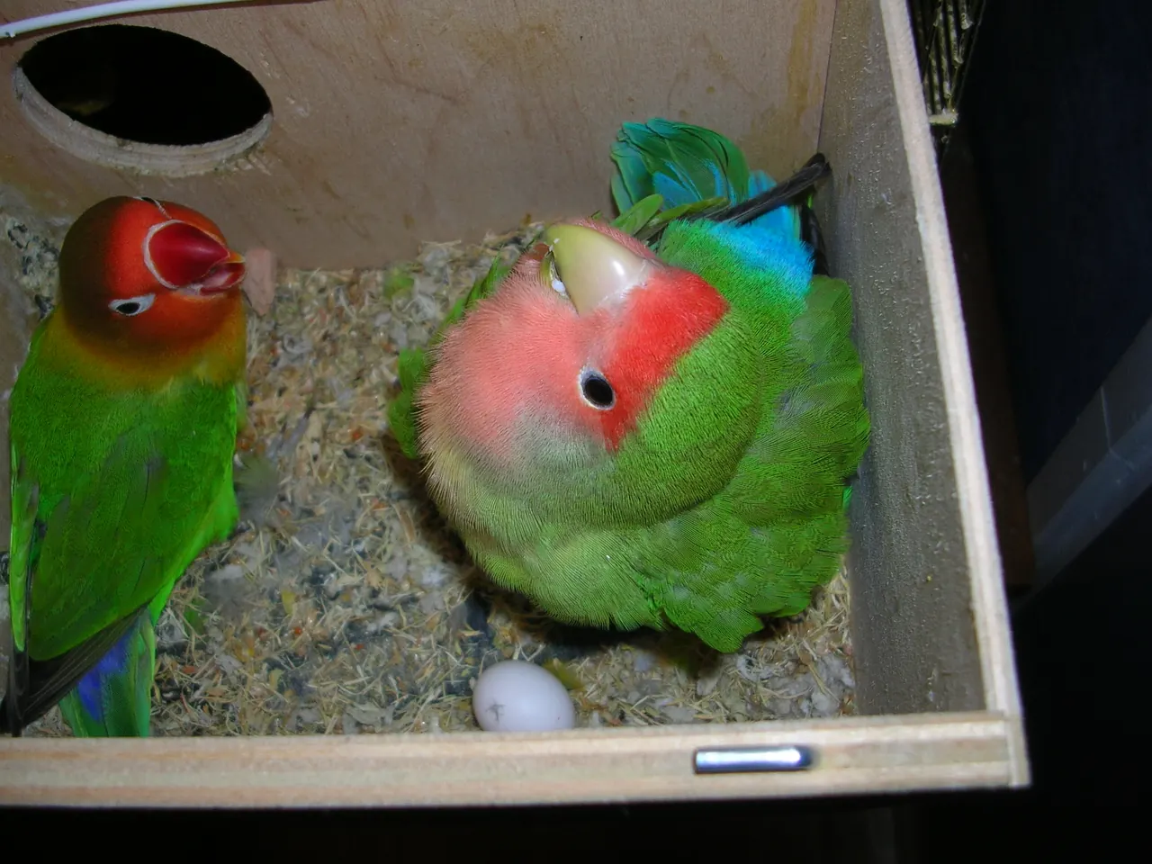 Pareja de Agapornis roseicollis dentro de una caja nido, junto a su primer huevo sobre la viruta