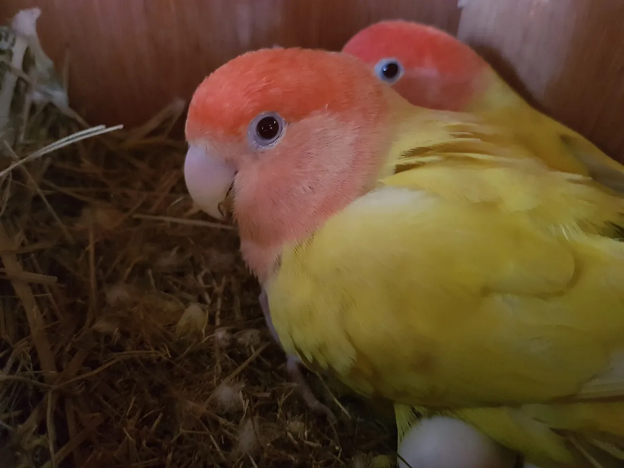 Pareja de Agapornis roseicollis muy próximos entre sí sobre una rama