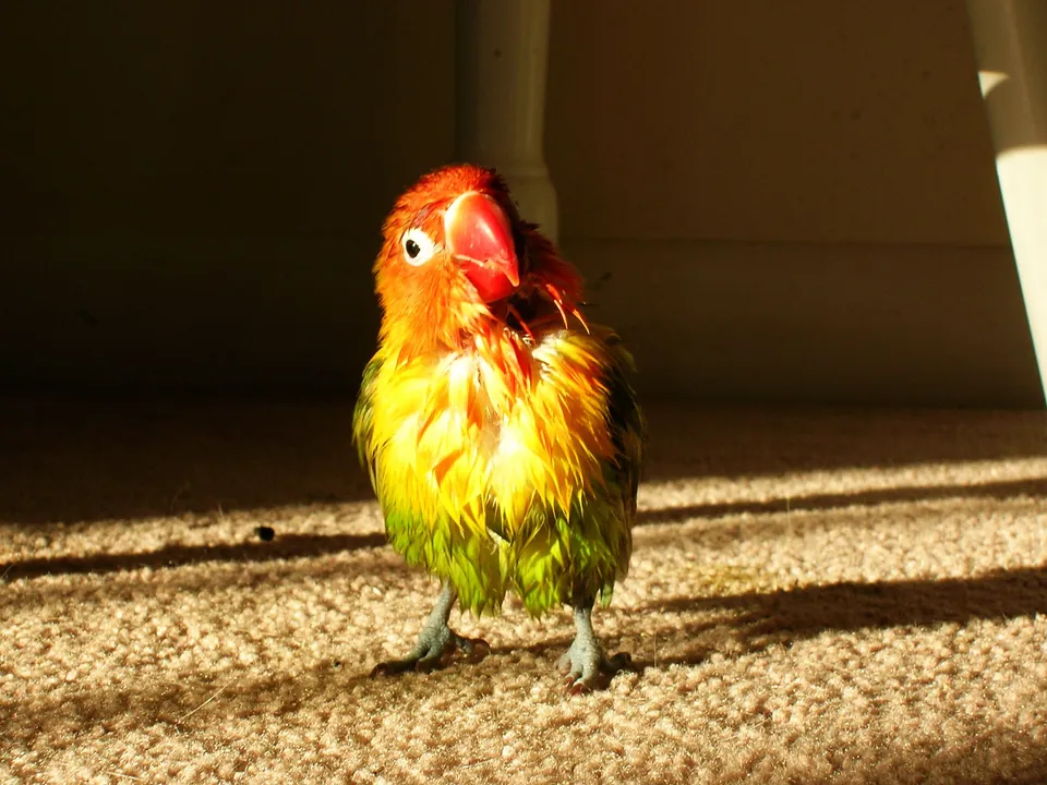 Agapornis con el plumaje mojado después de bañarse, secándose al sol