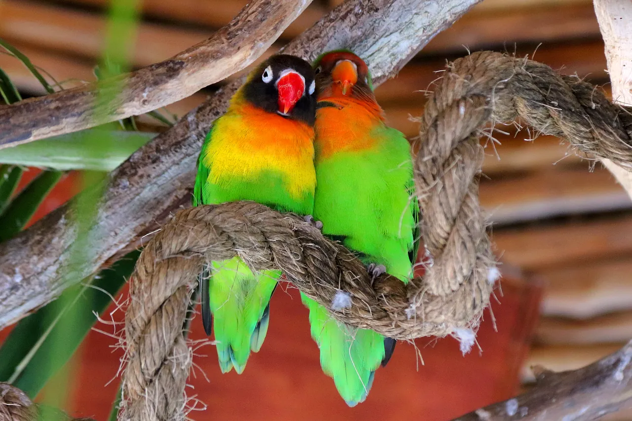 Dos Agapornis posados juntos sobre una cuerda en el interior de un aviario