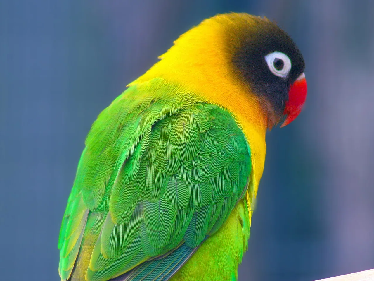 Agapornis personatus mostrando su máscara oscura y el collar amarillo