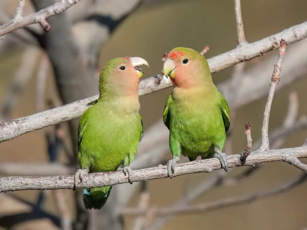 Pareja de Agapornis roseicollis silvestres posados en una rama: cuerpo verde, cara rosa salmón, frente roja y pico color cuerno