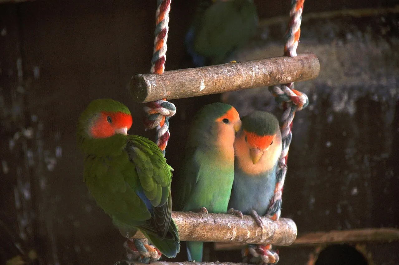 Tres Agapornis roseicollis de distintas coloraciones posados juntos en una escalera de cuerda