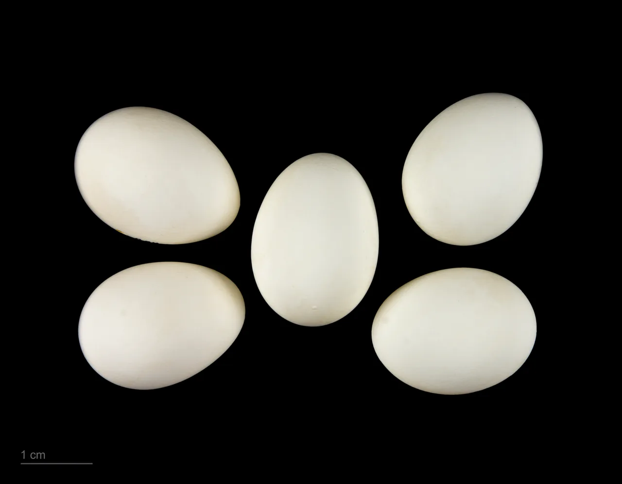 Cinco huevos blancos de una misma puesta de Agapornis fischeri sobre fondo negro, junto a una escala de un centímetro