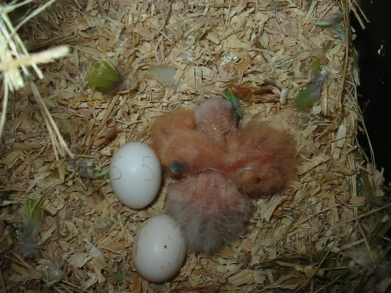 Nidada de Agapornis roseicollis con cuatro polluelos de tamaños distintos y dos huevos sin eclosionar, uno de ellos marcado a lápiz
