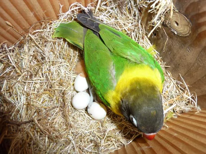 Un Agapornis personatus dentro de una caja nido, junto a tres huevos blancos sobre el material del nido