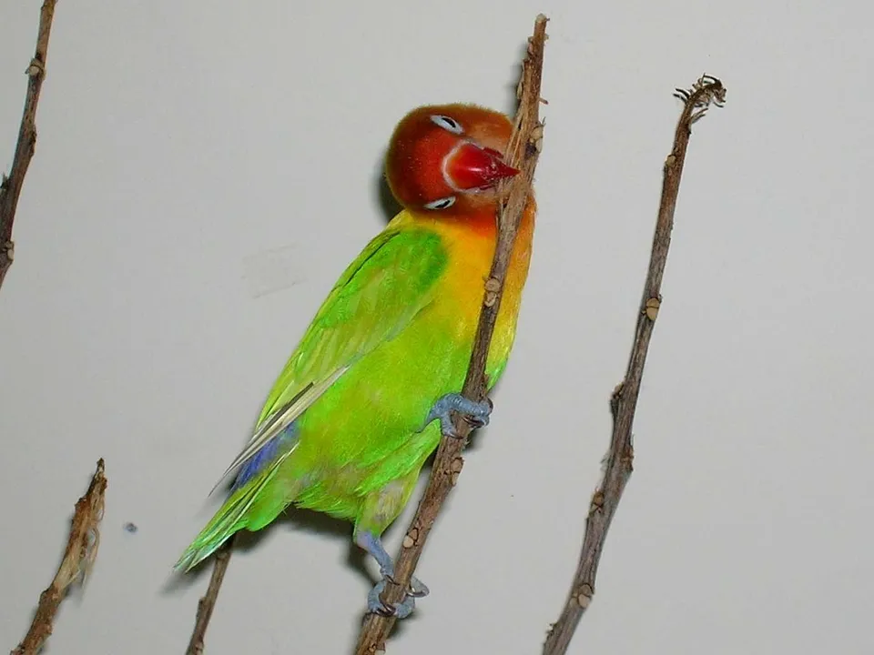 Agapornis fischeri de cabeza anaranjada agarrado a una rama seca, royendo la corteza con el pico