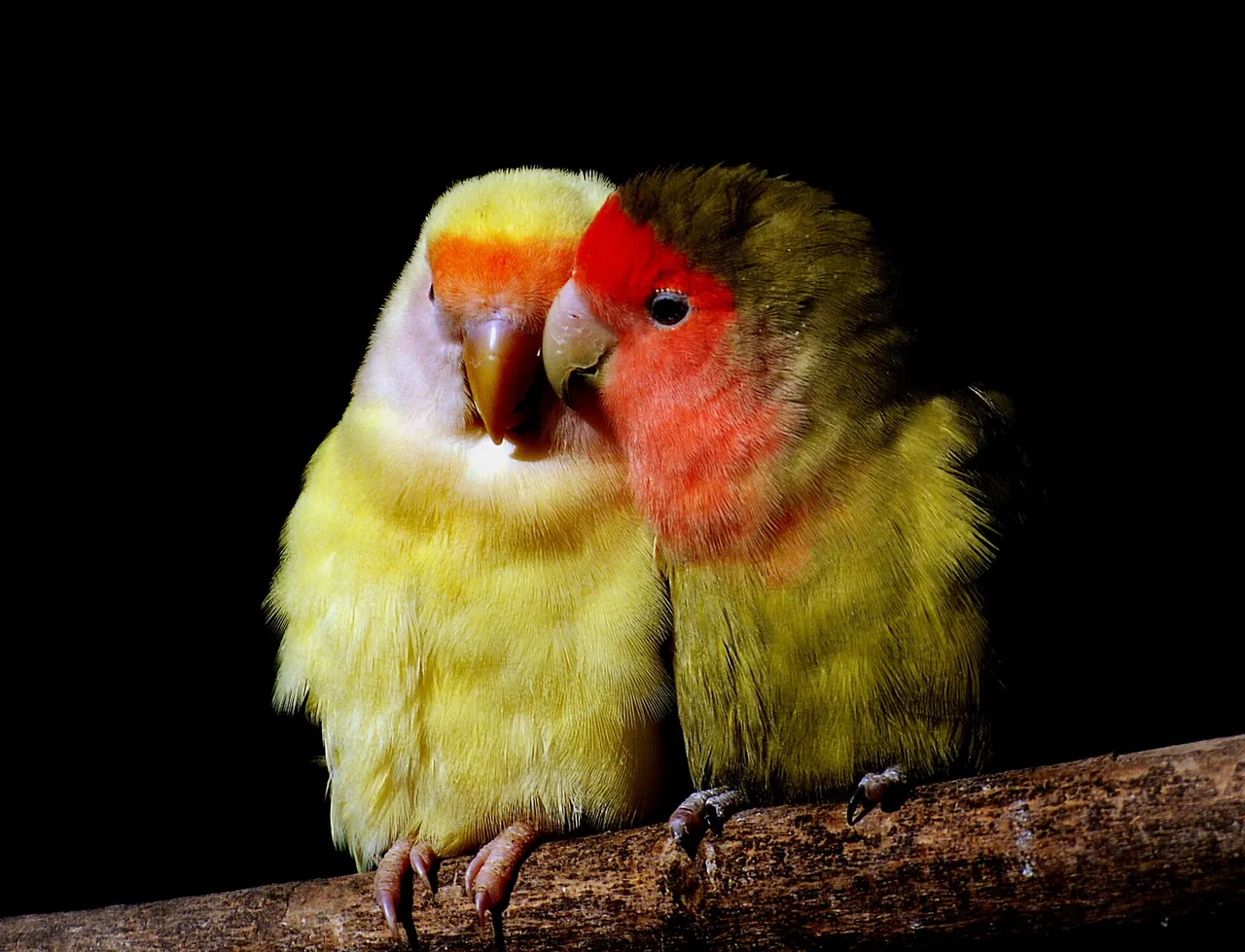 Dos Agapornis roseicollis de mutaciones distintas acicalándose juntos sobre una percha, sin ninguna diferencia externa que permita saber cuál es macho y cuál hembra