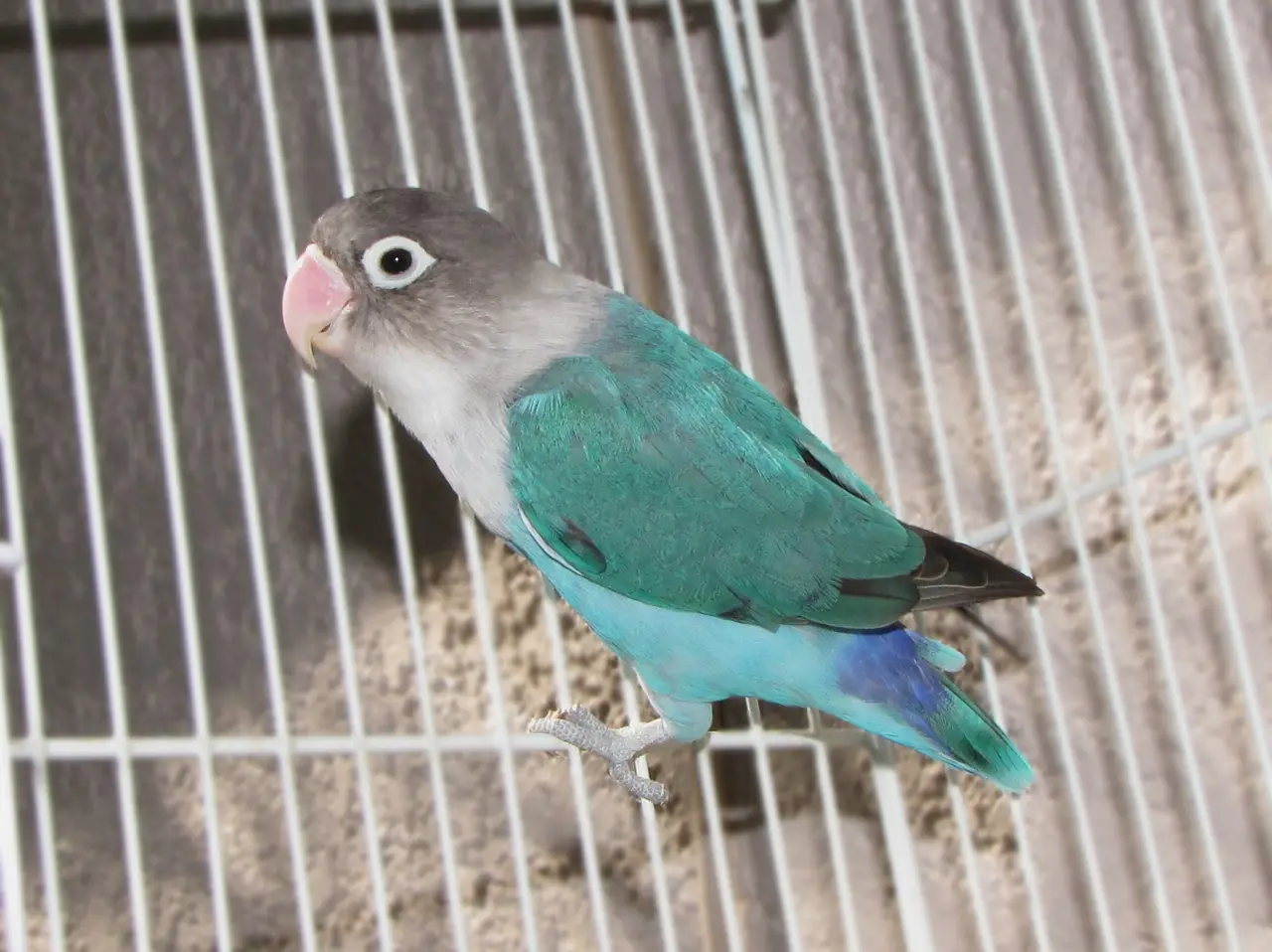 Agapornis personatus de la variedad azul, con máscara oscura, anillo ocular blanco y cuerpo azul verdoso