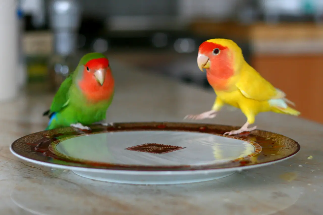 Dos Agapornis roseicollis juntos: uno de color ancestral verde y otro de la mutación lutino, amarillo con la cara roja