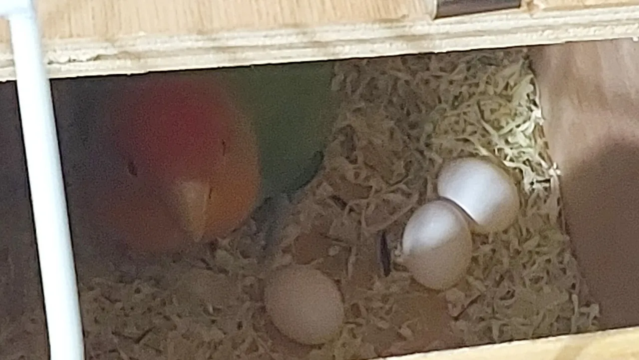 Agapornis en el interior de una caja nido, junto a los huevos sobre la viruta de madera