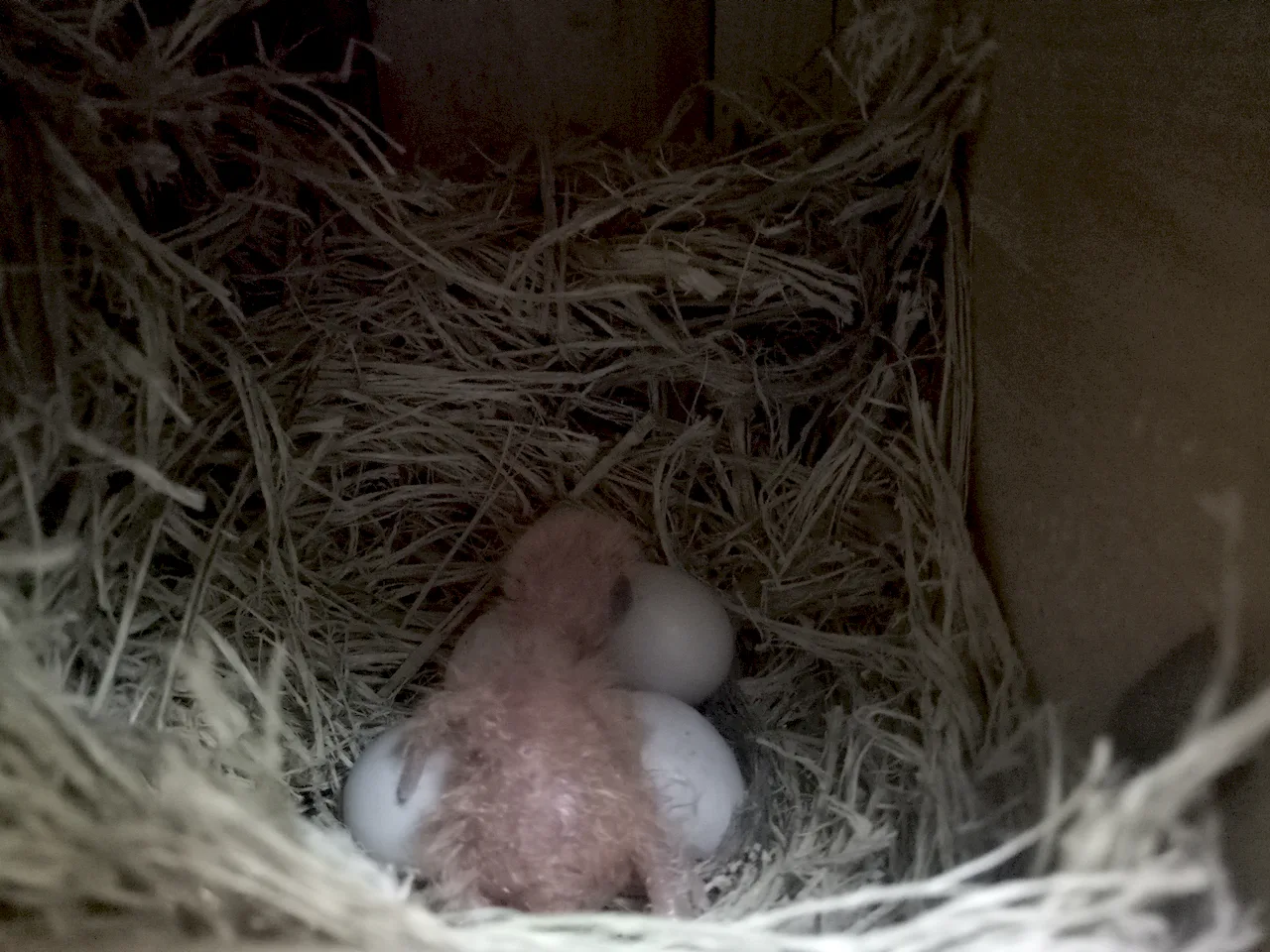 Interior de una caja nido de madera con un nido de fibras vegetales, un polluelo sin plumas y dos huevos