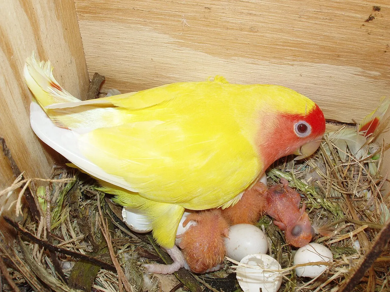 Agapornis roseicollis de mutación lutino en la caja nido, con polluelos recién nacidos y huevos sin eclosionar