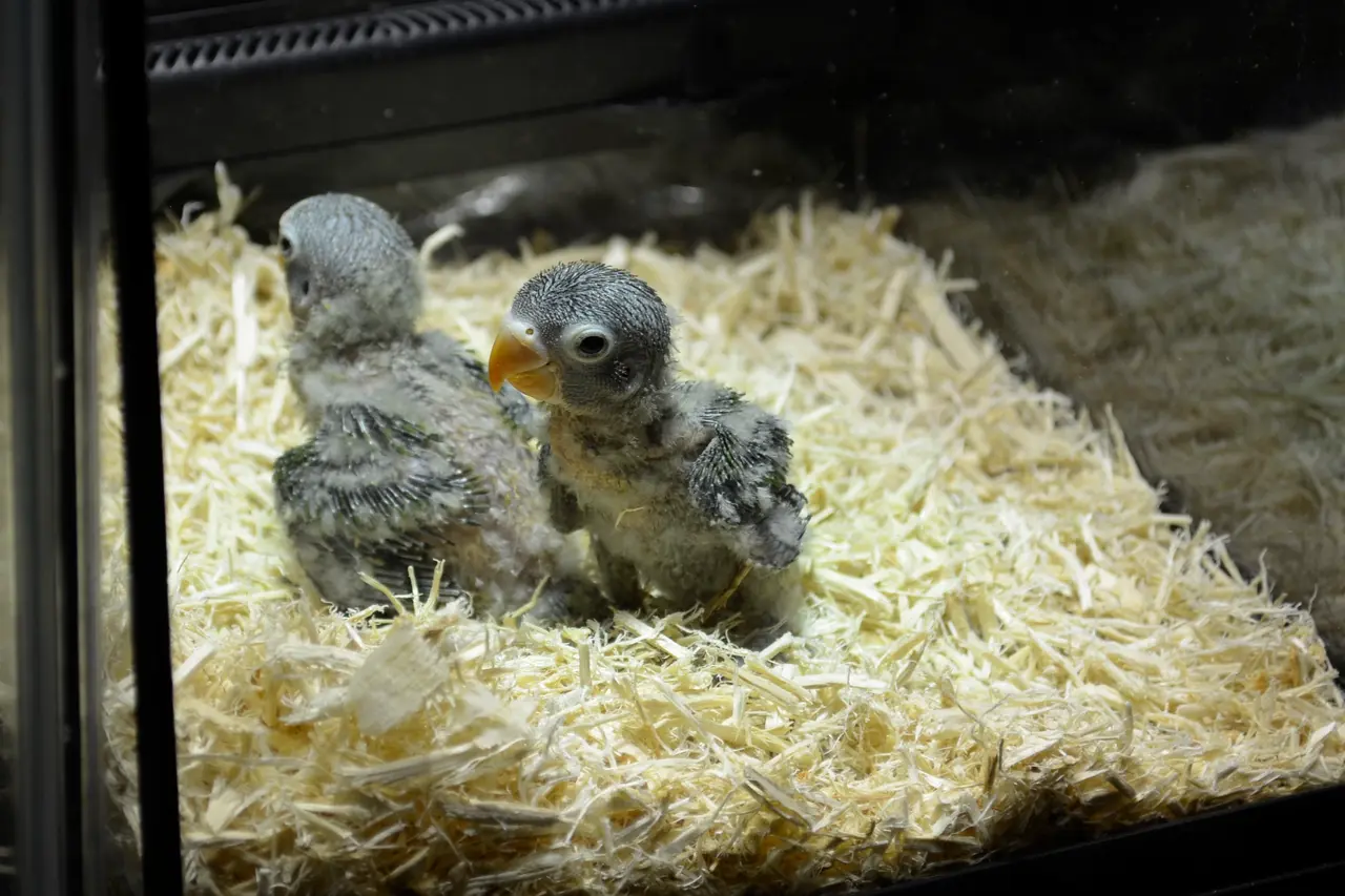 Dos polluelos de Agapornis fischeri parcialmente emplumados dentro de una criadora con lecho de viruta