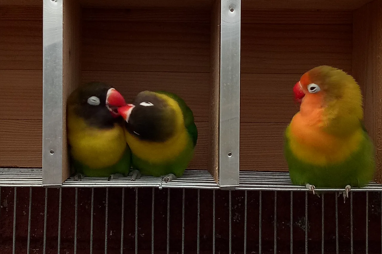 Dos Agapornis personatus con la cabeza casi negra y el collar amarillo, a la izquierda, junto a un Agapornis fischeri de cara naranja y coronilla verde oliva, a la derecha