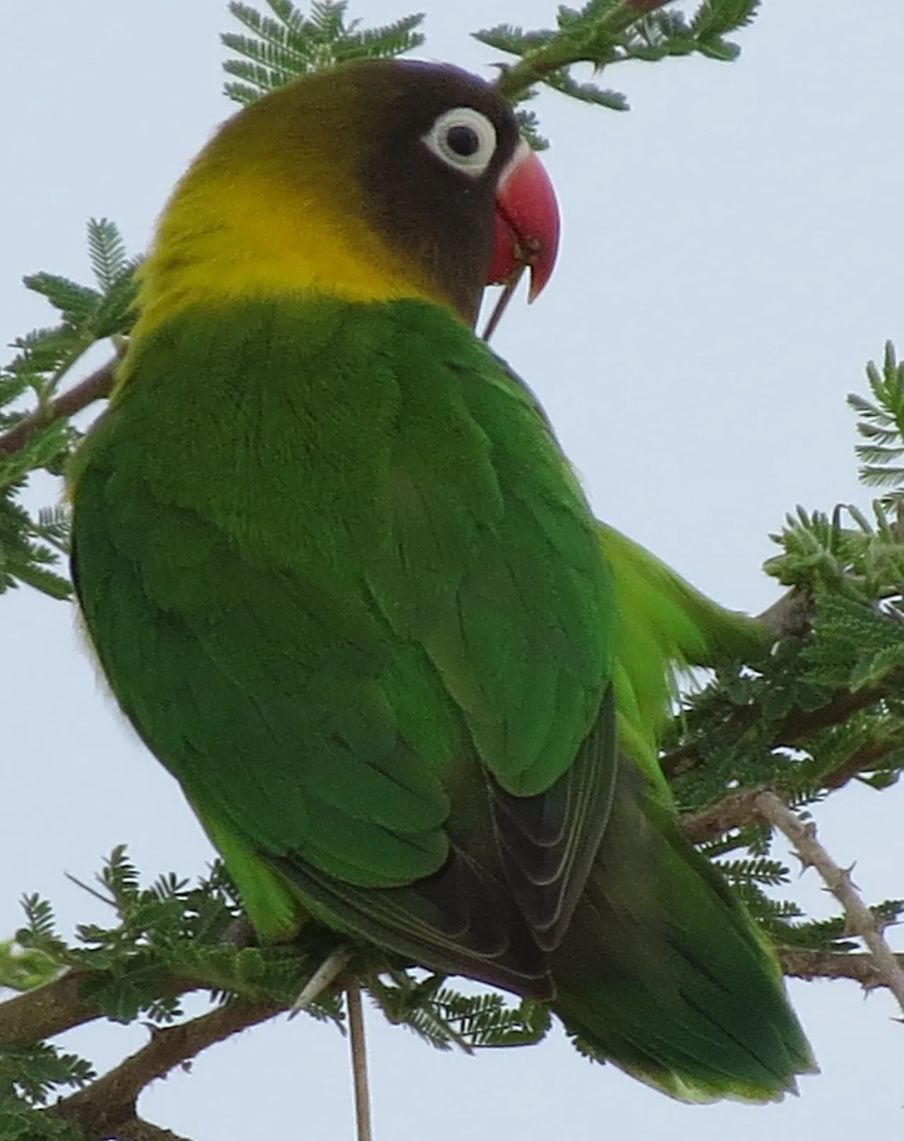 Agapornis personatus ancestral posado en una acacia: cabeza marrón oscura, anillo ocular blanco, pico rojo, collar amarillo y cuerpo verde