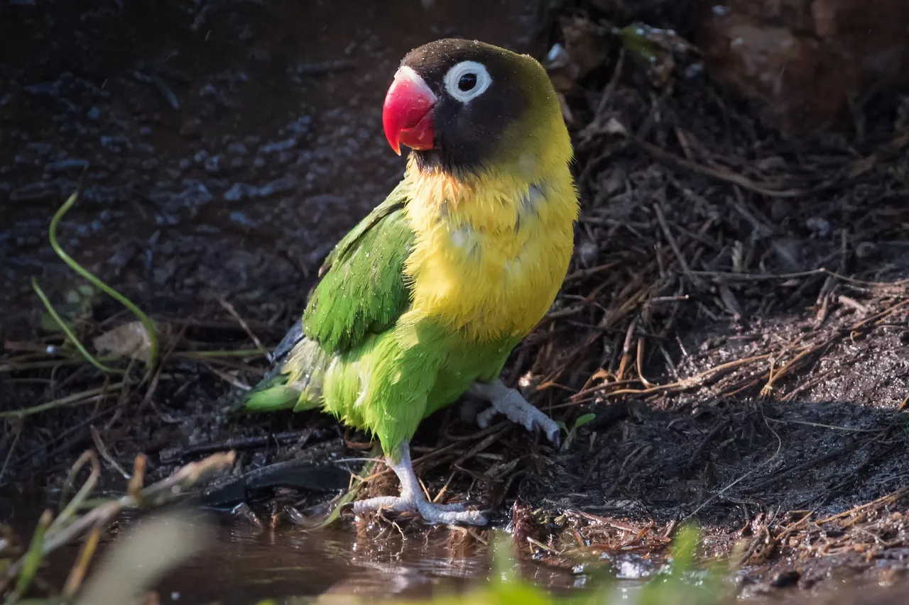 Agapornis personatus adulto de color ancestral: máscara marrón oscura, anillo ocular blanco, pico rojo, collar amarillo y cuerpo verde