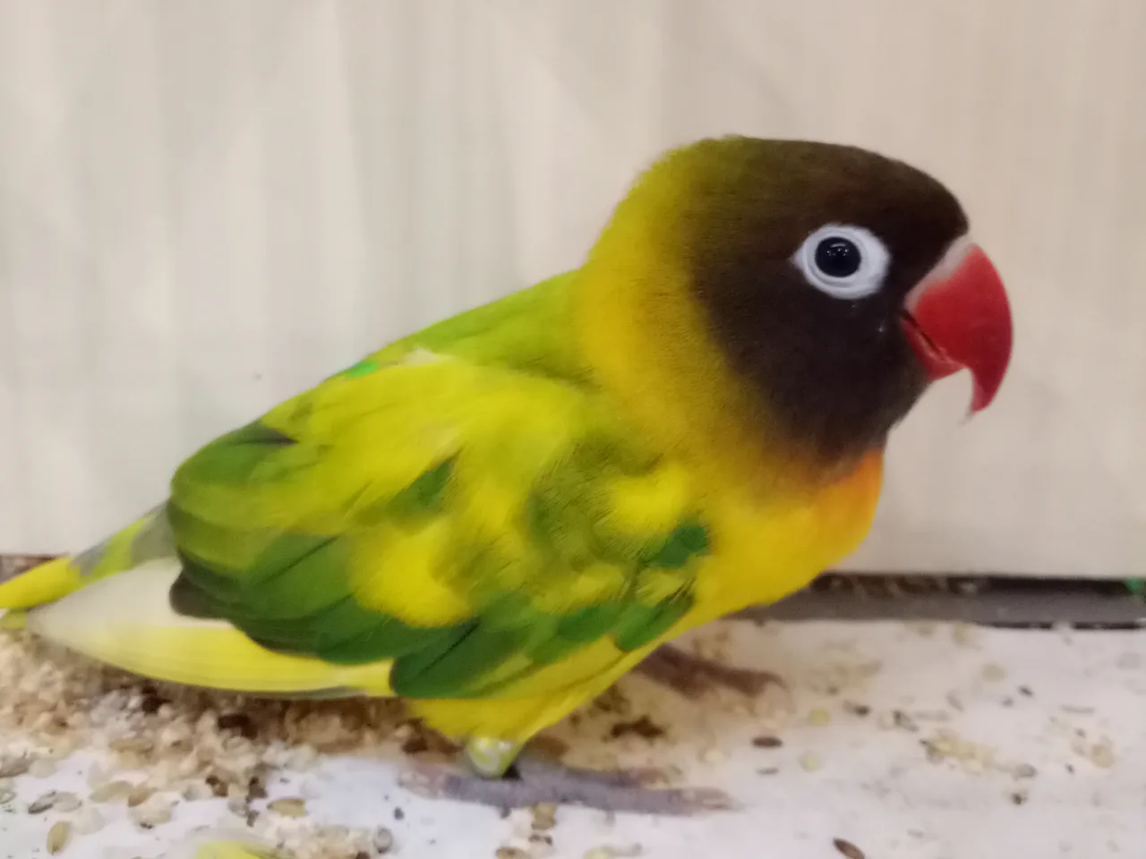 Agapornis personatus arlequín sobre base verde: manchas amarillas irregulares repartidas por el dorso y las alas
