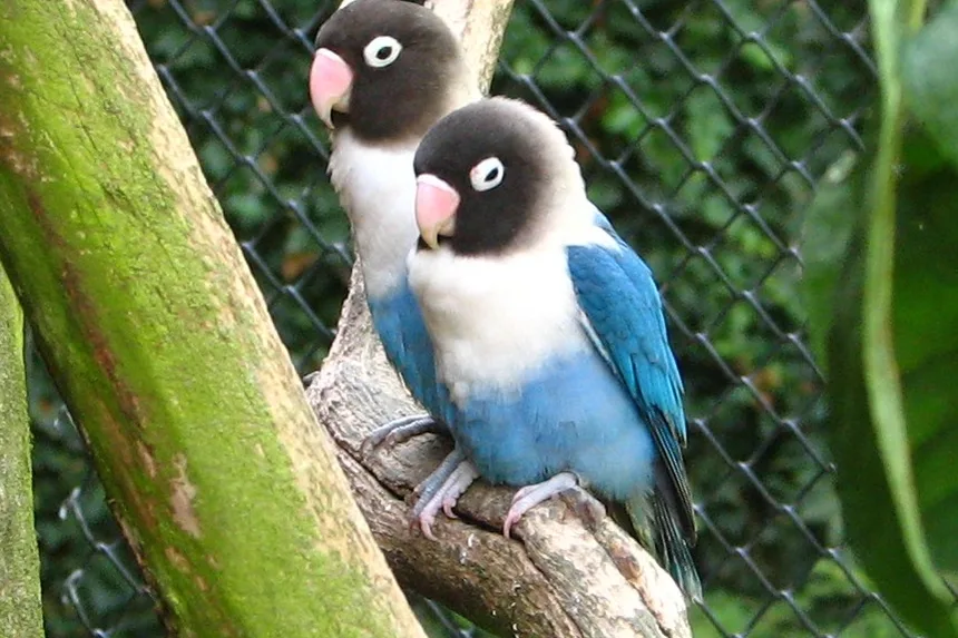 Dos Agapornis personatus de la mutación azul posados en una rama, con el pecho y el collar blancos, el pico rosado y el cuerpo azul