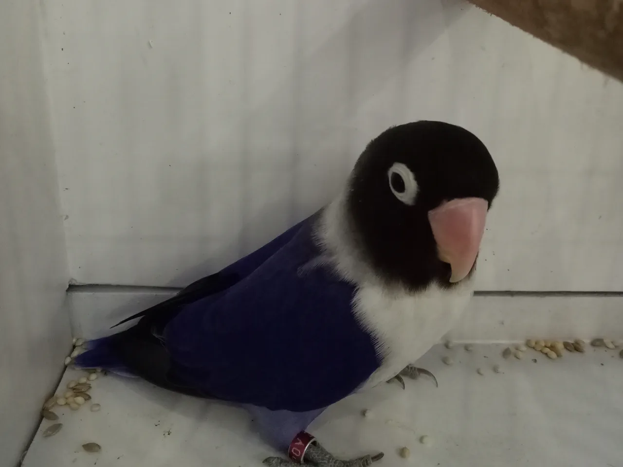 Agapornis personatus de la serie azul con factor oscuro y factor violeta: máscara negra, collar blanco y cuerpo violeta intenso