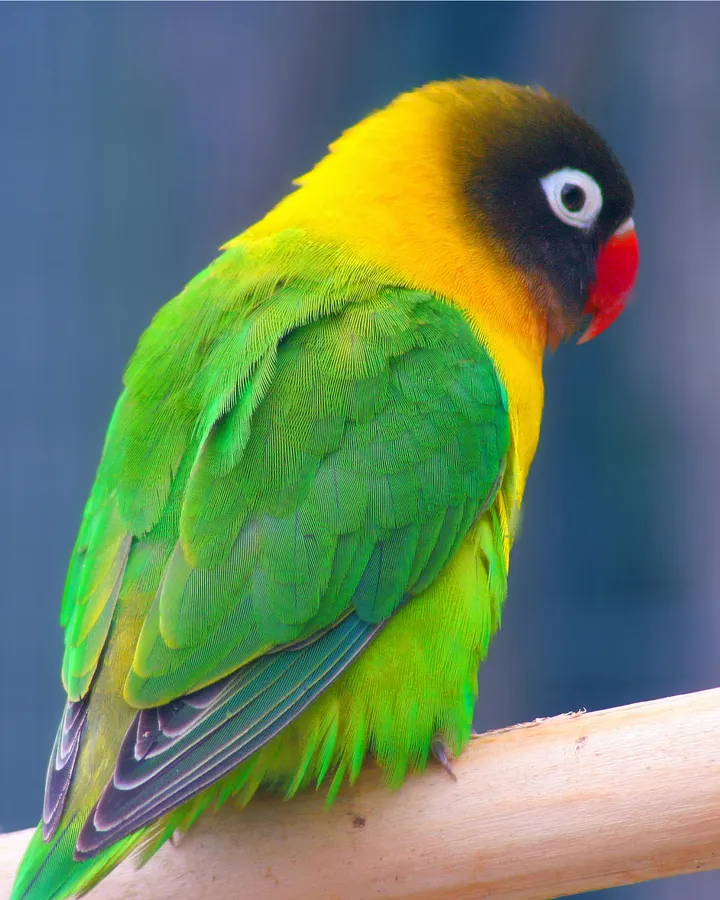 Agapornis personatus de color ancestral, con la cabeza marrón muy oscura, el collar amarillo, el pico rojo y el cuerpo verde