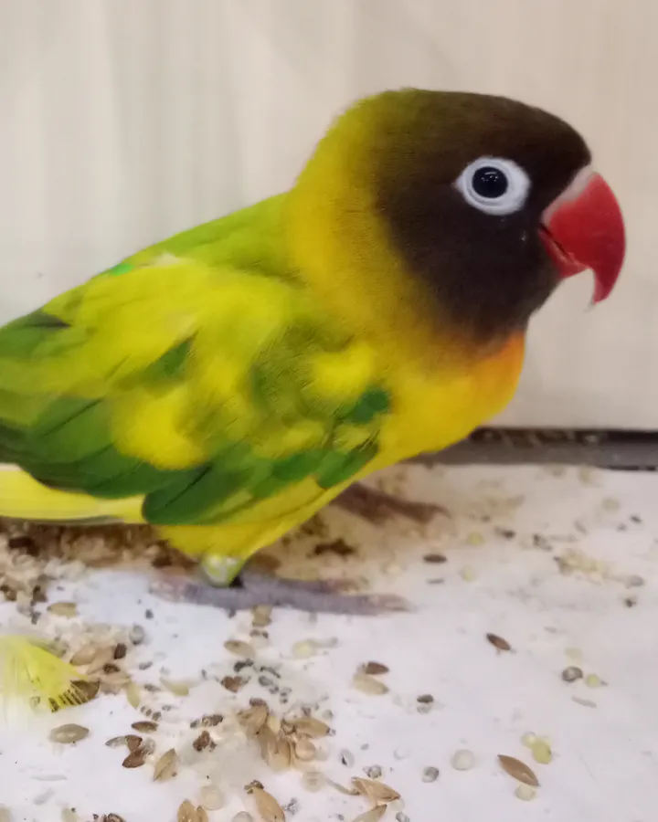 Agapornis personatus arlequín sobre base verde, con manchas amarillas irregulares en el dorso y las alas