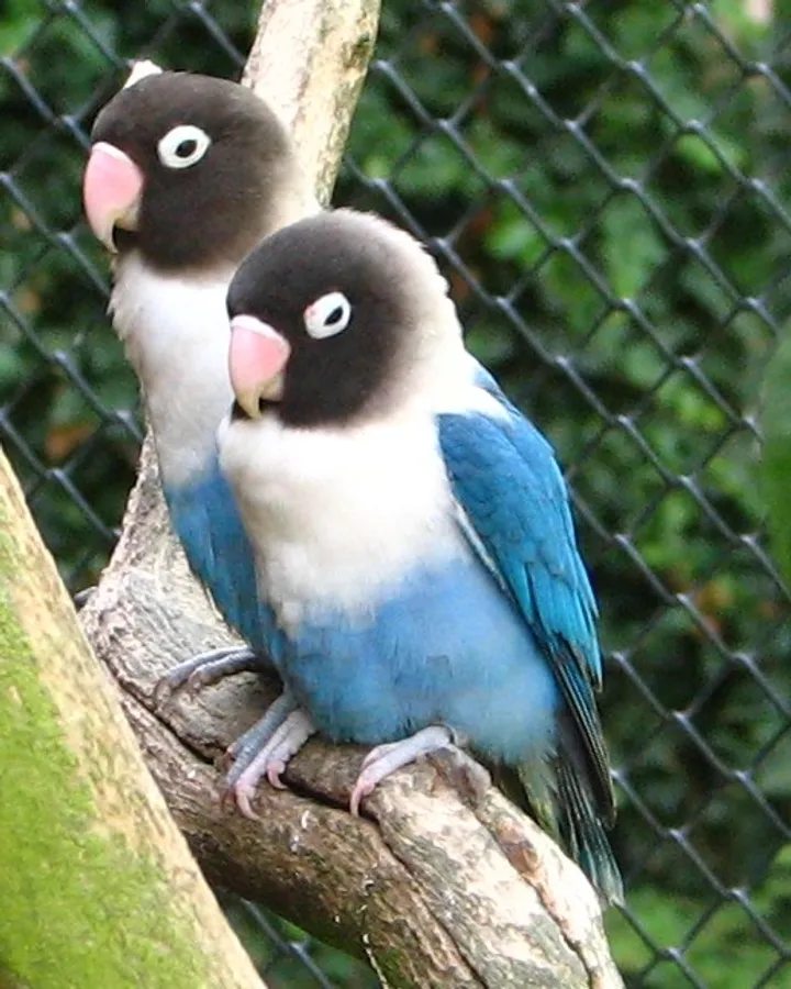 Dos Agapornis personatus de la mutación azul, con el pecho y el collar blancos, el pico rosado y el cuerpo azul