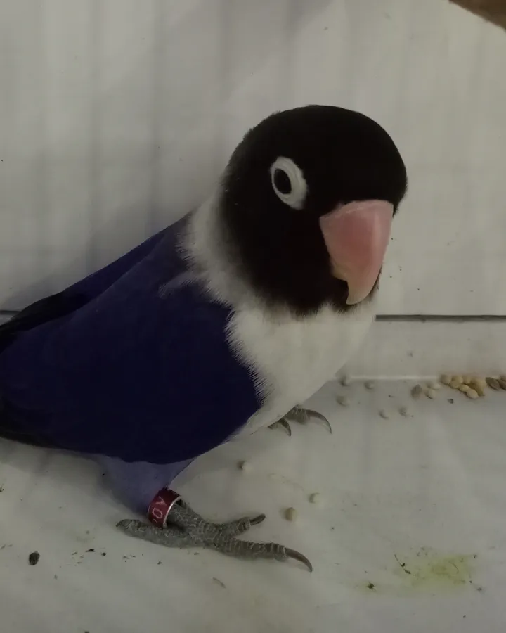 Agapornis personatus azul con factor oscuro y factor violeta, de cuerpo violeta intenso y collar blanco
