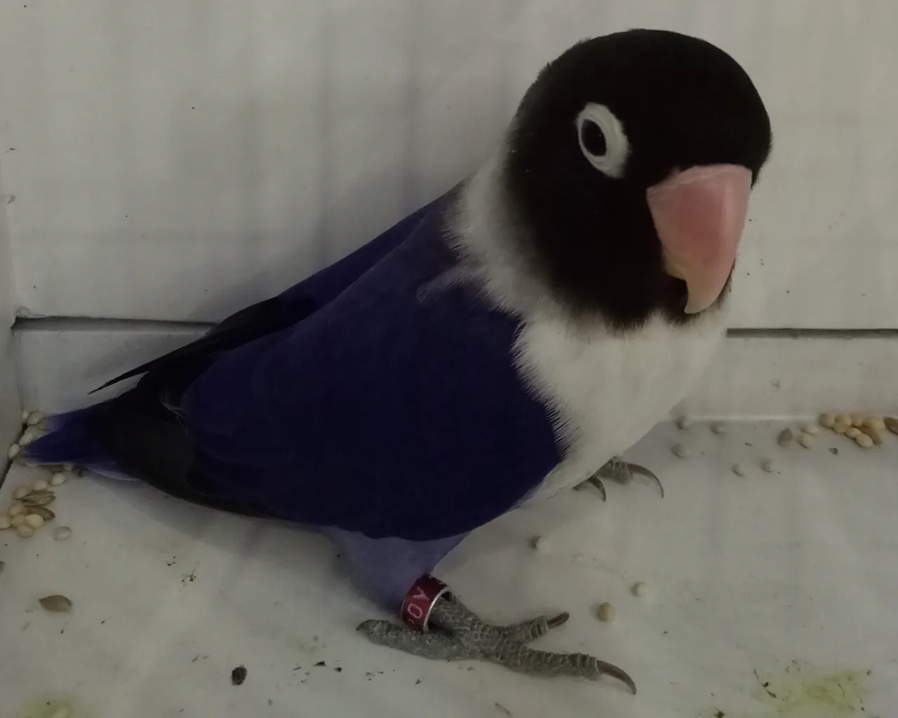 Agapornis personatus de la serie azul con factor violeta: máscara negra, anillo ocular blanco, pico rosado, pecho blanco y cuerpo azul violáceo