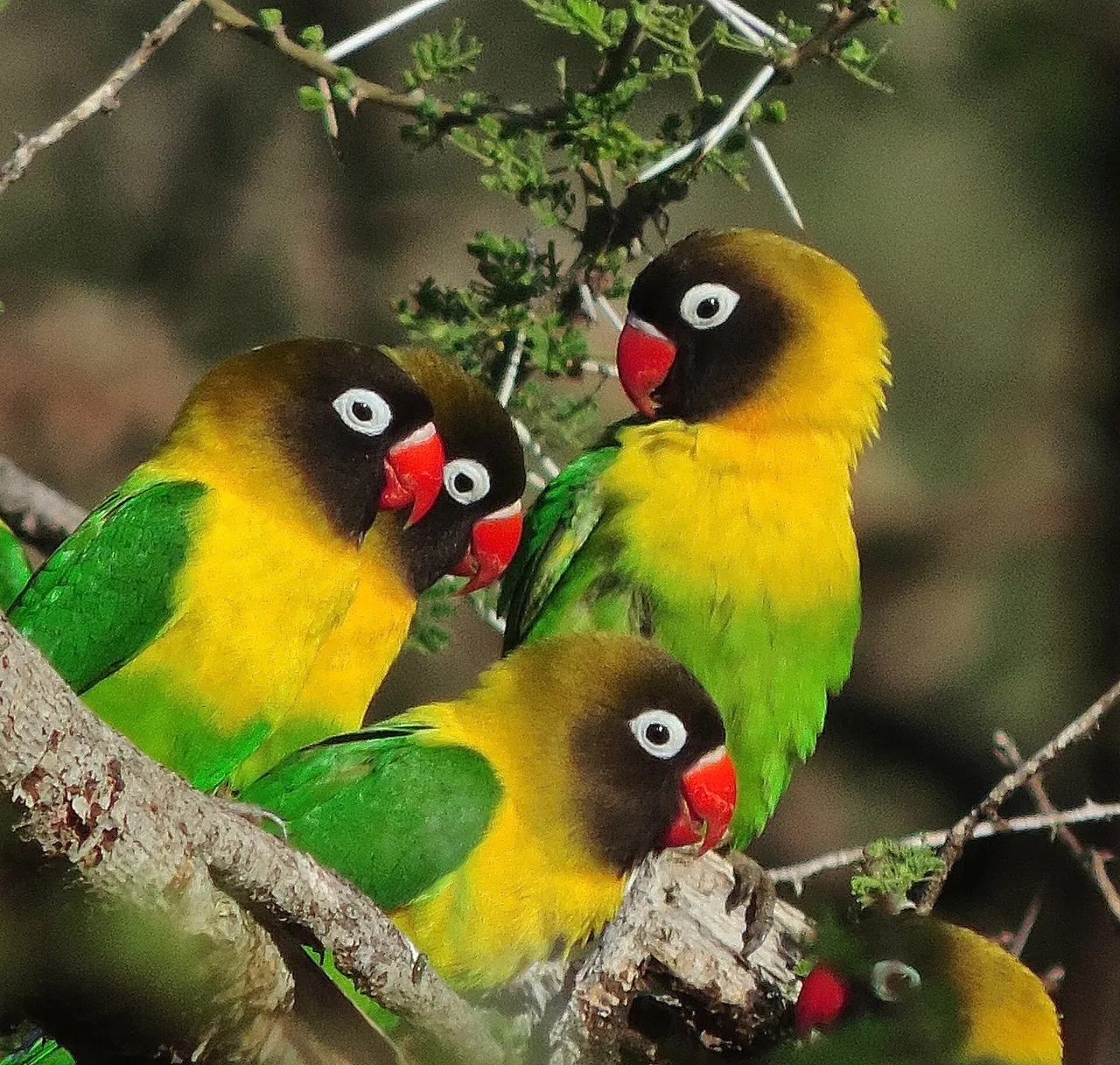 Tres Agapornis personatus con su característica máscara oscura y collar amarillo