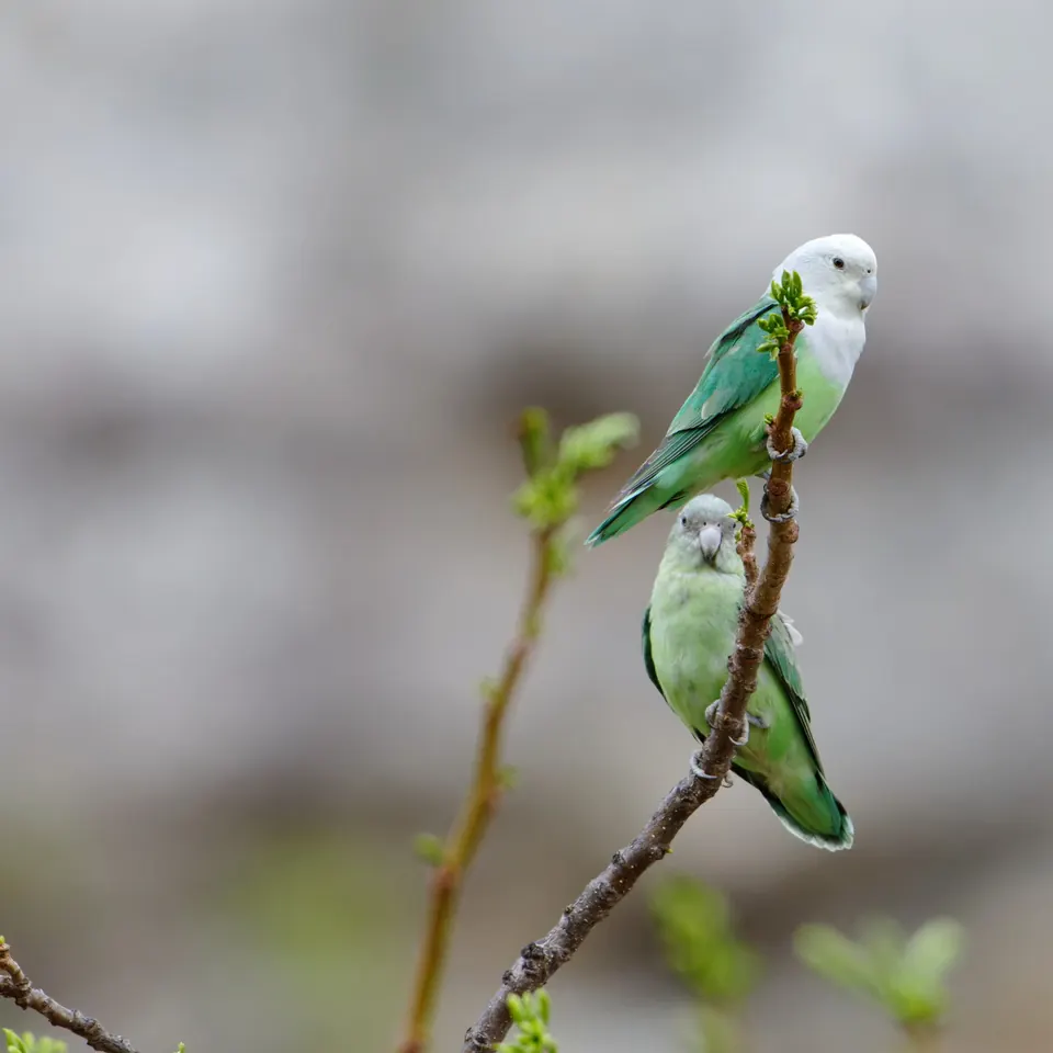 Dos Agapornis canus en una rama: arriba el macho de cabeza gris, debajo la hembra enteramente verde