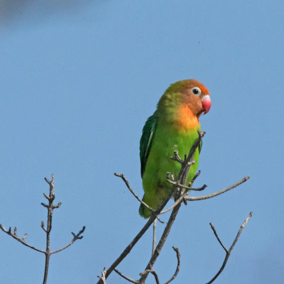 Agapornis lilianae posado en una rama seca contra el cielo, con el naranja del pecho y la cabeza