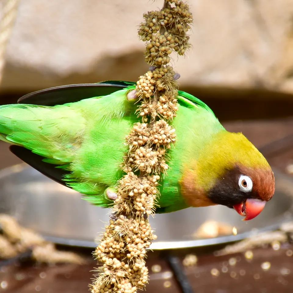Agapornis nigrigenis alimentándose, con las mejillas pardo-negruzcas y el anillo ocular blanco