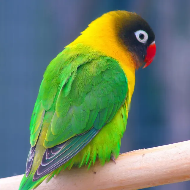 Agapornis personatus mostrando la máscara negra, el collar amarillo y el anillo ocular blanco
