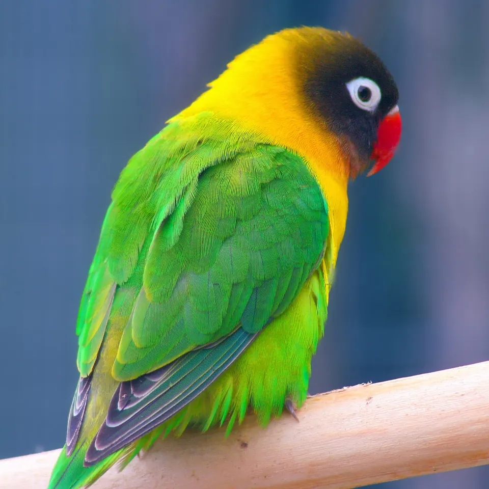 Agapornis personatus mostrando la máscara negra, el collar amarillo y el anillo ocular blanco