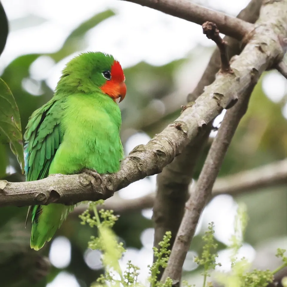 Agapornis pullarius posado en una rama, con la zona roja de la cabeza bien delimitada
