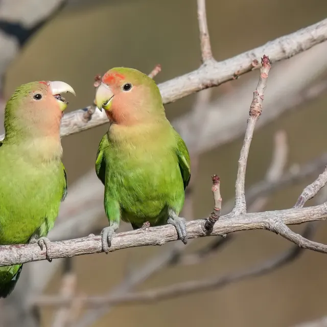 Pareja de Agapornis roseicollis posados en una rama, con la cara y la garganta rosadas