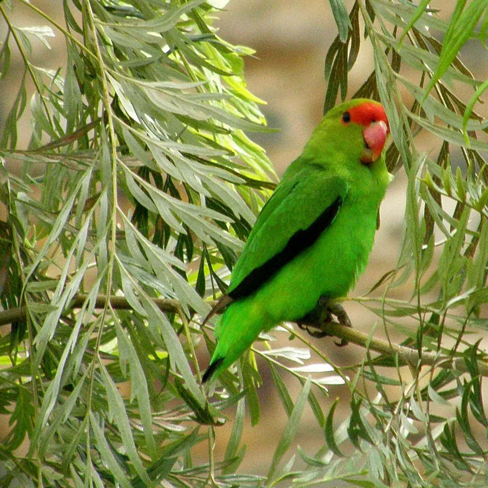 Macho de Agapornis taranta entre el follaje, con la frente roja característica