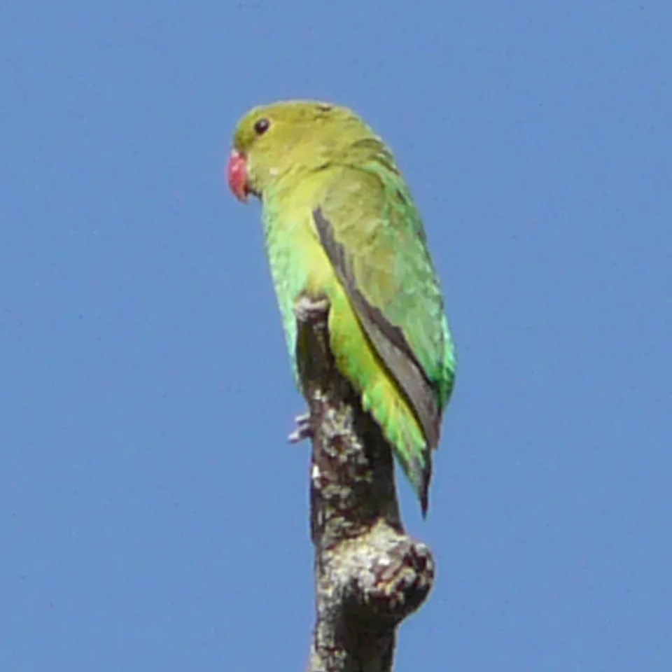 Agapornis taranta posado en la punta de una rama seca, con la cabeza enteramente verde y sin nada de rojo en la frente