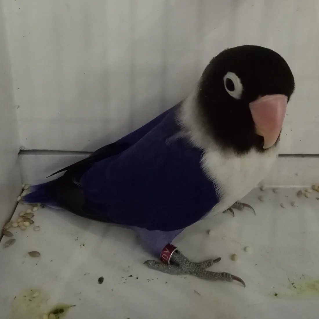 Agapornis personatus de máscara negra, anillo ocular blanco, collar blanco y cuerpo violeta intenso